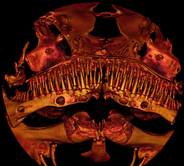 A close-up scanned image of the bony structures in the fish's toothy face -- somewhat resembling the creature from the movie Alien. Credit: Mark L. Riccio, Cornell University BRC CT Imaging Facility